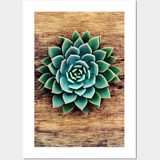 Succulent plant Posters and Art